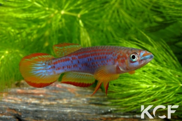 Epiplatys lamottei