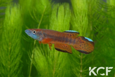 Epiplatys roloffi