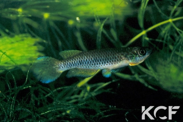 Epiplatys sangmelinensis  male adulte 