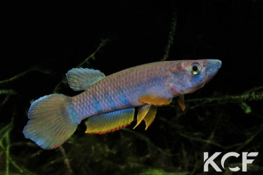 Epiplatys sexfasciatus sexfasciatus