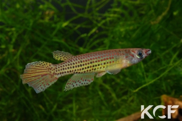 Epiplatys singa Mabounié GLC 12 male adulte 