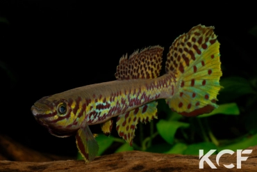 Fundulopanchax kribianus