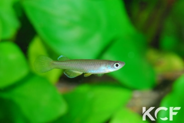 Foerschichtys nigeriensis  male adulte 