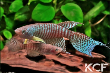 Gnatholebias zonatus  couple adulte 