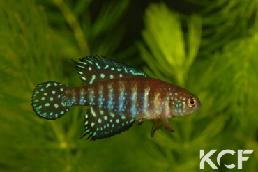 Hypsolebias gibberatus  male adulte 