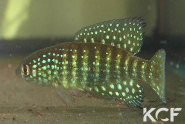 Hypsolebias gibberatus  male adulte 