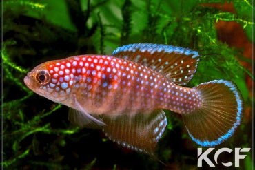 Hypsolebias notatus Alvorado do Norte male adulte 