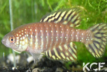 Hypsolebias similis  male adulte 