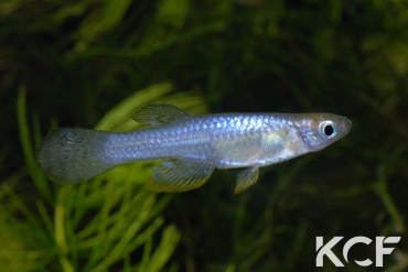 Lacustricola vitschumbaensis Lake Kijanebalola 07 male adulte 