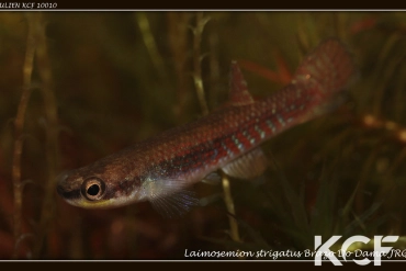 Laimosemion strigatus