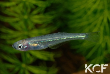 Lamprichthys tanganicanus  male sub adulte 