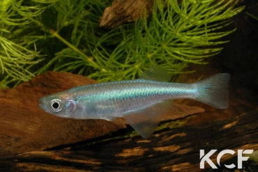 Lamprichthys tanganicanus  femelle adulte 