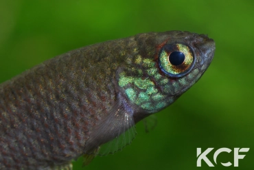 Leptolebias citrinipinnis Barra Maricá RJ male adulte 