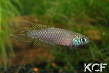 Leptolebias citrinipinnis Barra Maricá RJ male adulte 