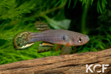 Neofundulus sp.