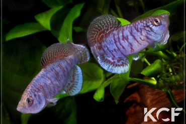 Nothobranchius capriviensis Salambala NA 97-01 couple adulte 