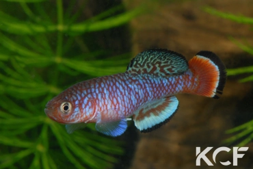 Nothobranchius kafuensis