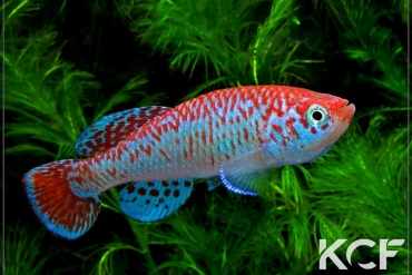 Nothobranchius kardashevi Mpanda K 11-25 male adulte 