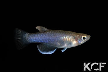 Pantanodon stuhlmanni