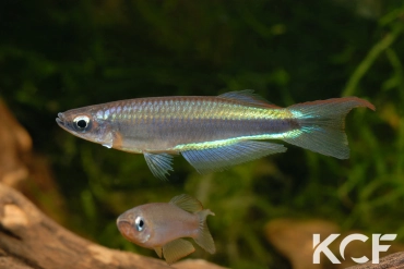 Plataplochilus chalcopyrus Mabounié GLC 12 couple adulte 