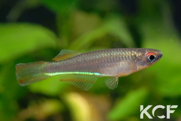 Plataplochilus aff. aureapygmaeus Poku TAT GLC 13 male adulte 