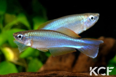 Plataplochilus aff. cuvervillei Bangando GLC 13 couple adulte 