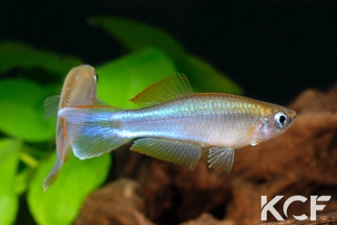 Plataplochilus aff. cuvervillei Bangando GLC 13 couple adulte 