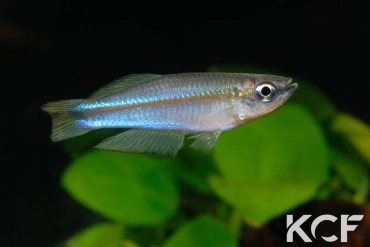 Plataplochilus aff. mimus Akok GLC 13 male adulte 