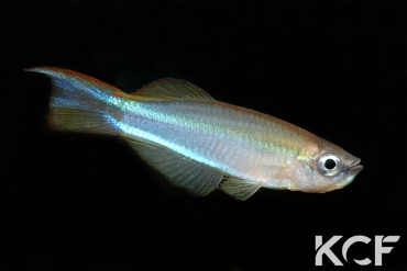 Plataplochilus aff. mimus No Ayong GLC 12 male adulte 