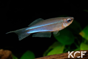 Plataplochilus aff. mimus Akok GLC 13 male adulte 