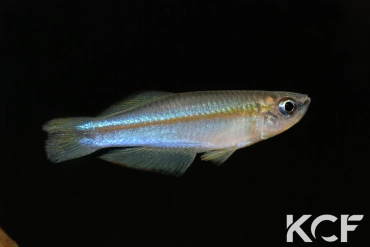 Plataplochilus aff. mimus Akok GLC 13 male adulte 