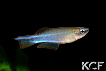 Plataplochilus aff. mimus No Ayong GLC 13 male adulte 