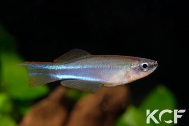 Plataplochilus aff. mimus