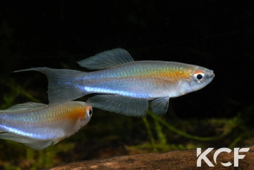 Plataplochilus aff. triangularis Gare d