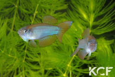 Procatopus aberrans Iwo NTC 07-01 couple adulte 