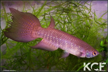 Pterolebias bokermanni Pozo del Tigre male adulte 