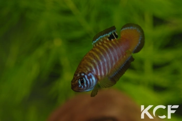 Simpsonichthys nigromaculatus Rio da Prata - Chapadão do Céu NPCE BR 08-06 male adulte 