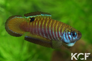 Simpsonichthys nigromaculatus Rio da Prata - Chapadão do Céu NPCE BR 08-06 male adulte 