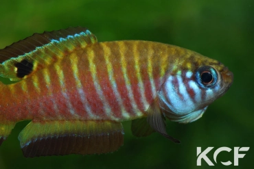 Simpsonichthys nigromaculatus Rio da Prata - Chapadão do Céu NPCE BR 08-06 male adulte 