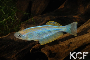 Lamprichthys tanganicanus  male adulte 