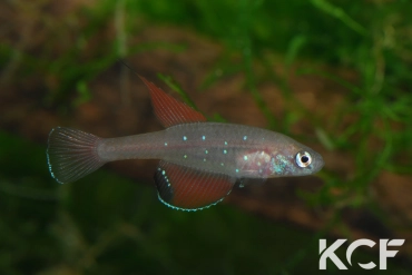 Spectrolebias semiocellatus  male adulte 