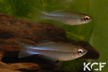 Plataplochilus miltotaenia EBT 96-24 couple adulte 