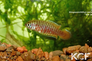 Simpsonichthys parallelus Rio Jacuba II BIF BR 11-08 male adulte 