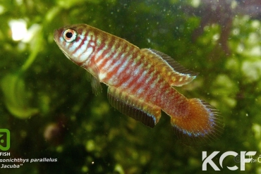 Simpsonichthys parallelus Rio Jacuba II BIF BR 11-08 male adulte 