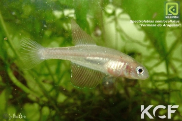 Spectrolebias semiocellatus Formoso do Araguaia male adulte 