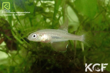 Spectrolebias semiocellatus Formoso do Araguaia male adulte 