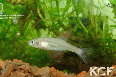 Spectrolebias semiocellatus Formoso do Araguaia male adulte 