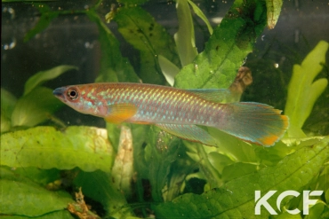 Epiplatys guineensis Bangouya GRCH 93-236 male adulte 