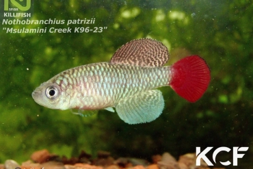 Nothobranchius patrizii