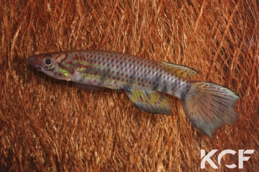 Epiplatys phoeniceps